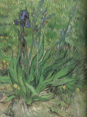 Vincent Van Gogh The Iris (nn04) France oil painting art